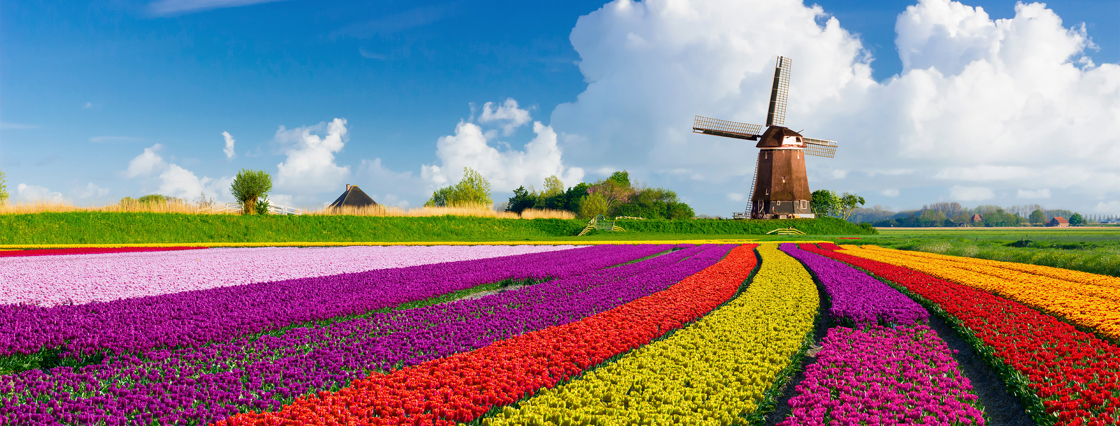 Tulpen & Cultuur Festival